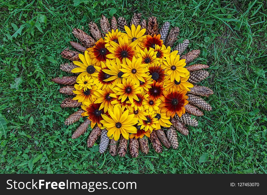 Floral composition background with fir-tree cones. Black-eyed susan or Rudbeckia hirta plant, brown betty, gloriosa daisy, golden Jerusalem.