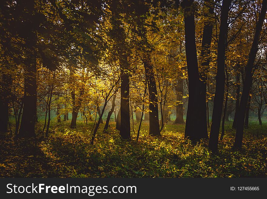 Autumn in the city park. The city of Khmelnitsky