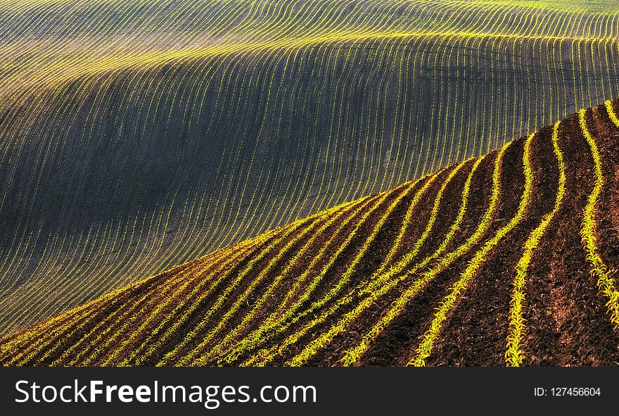 Picturesque hilly field. golden ground of corrugated field