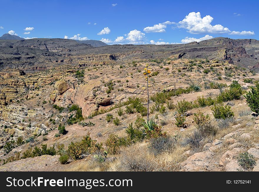 Arizona Canyon with Golden-flowered Agave