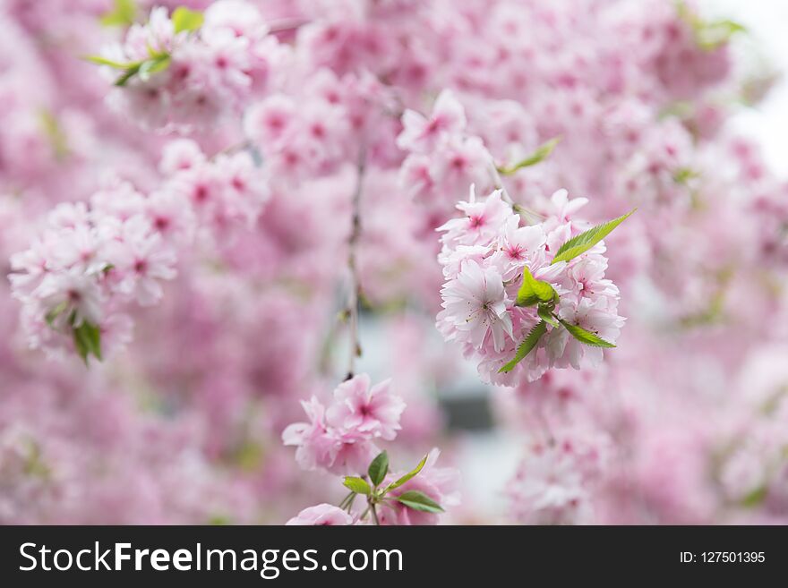 Sakura flower or Cherry blossom in the park,nature background,texture