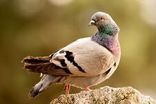 Beautiful Wild Pigeon Stock Photos