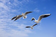 Seagull Bird Showing Wing Spread In Flight On Blue Sky Royalty Free Stock Photography