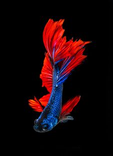 Bite Fish With Beautiful Colors Royalty Free Stock Photos Bite Fish With Beautiful Colors Royalty Free Stock Photos
