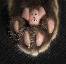 This Is Cat`s Paw. Stock Photography