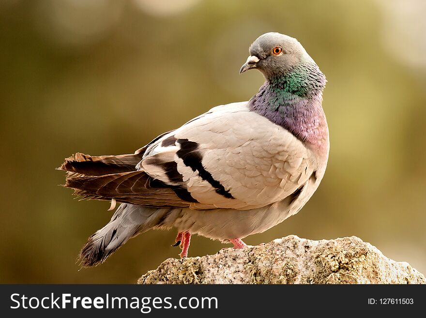 Beautiful wild pigeon on a stone in the nature