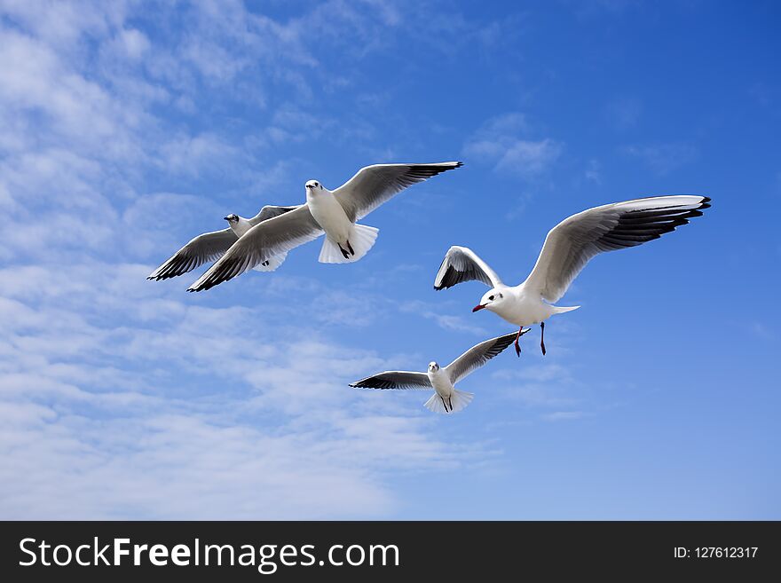 Seagull Bird Showing Wing Spread In Flight On Blue Sky