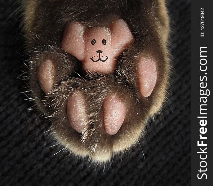 There is a tattoo on a cat`s paw. The tattoo likes a smiling face. There is a tattoo on a cat`s paw. The tattoo likes a smiling face.