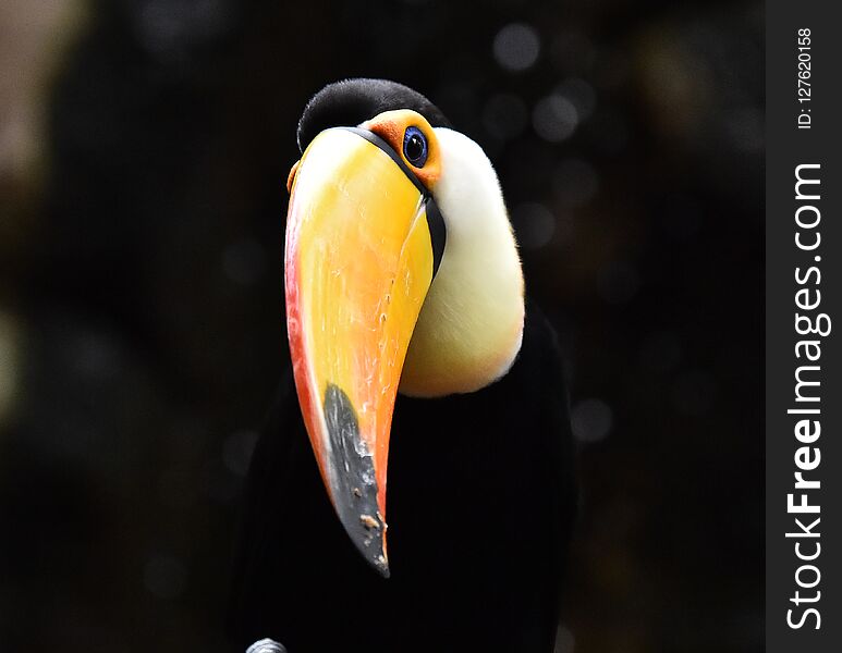 Tucan With Big Peak In The Zoo