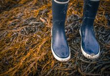 Rubber Boots On Seaweed Royalty Free Stock Photography Rubber Boots On Seaweed Royalty Free Stock Photography