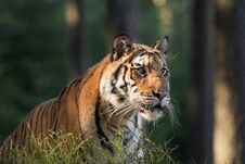 Tiger Portrait. Tiger In Tajga In Summer Time. Tiger In Wild Summer Nature. Action Wildlife Scene, Danger Animal. Stock Photos
