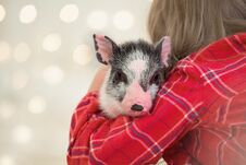 Portrait Of A Cute Little Spotted Piggy In Her Hands. Copy Space Christmas Lights Royalty Free Stock Images