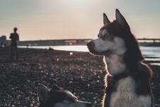 Portrait Of A Dog At Dusk, Processing For Instagram. Side View Of The Siberian Husky. Royalty Free Stock Images