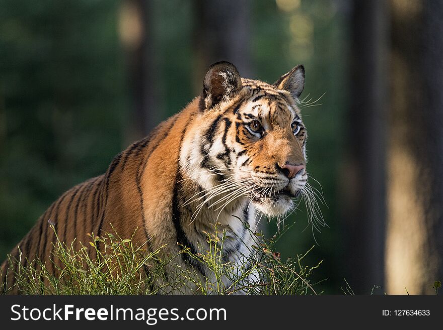 Tiger portrait. Tiger in tajga in summer time. Tiger in wild summer nature. Action wildlife scene, danger animal.