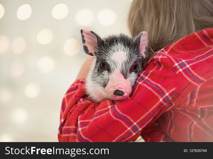 Portrait of a cute little spotted piggy in her hands. Copy space Christmas lights boche. Symbol New Year