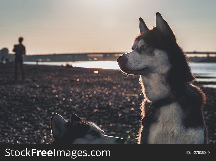 Portrait of a dog at dusk, processing for instagram. Side view of the Siberian husky.