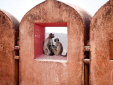 Wilde In Love In Jaigarh Fort Royalty Free Stock Photo