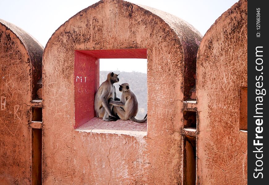 Wilde monkeys in love in a window of the Jaigarh Fort in Jaipur, India. Wilde monkeys in love in a window of the Jaigarh Fort in Jaipur, India