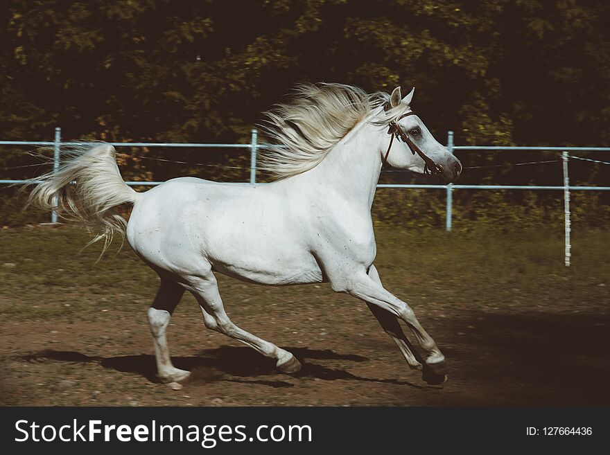 The white arabin at full speed in the paddock