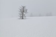 Old Dry Spruce Tree On Snow In Dense Fog Royalty Free Stock Images