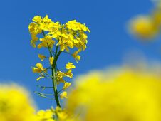 Flowering Rapeseed Canola Or Colza Stock Photos