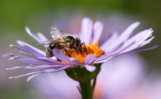 Bee Or Honeybee In Latin Apis Mellifera On Flower Royalty Free Stock Photos