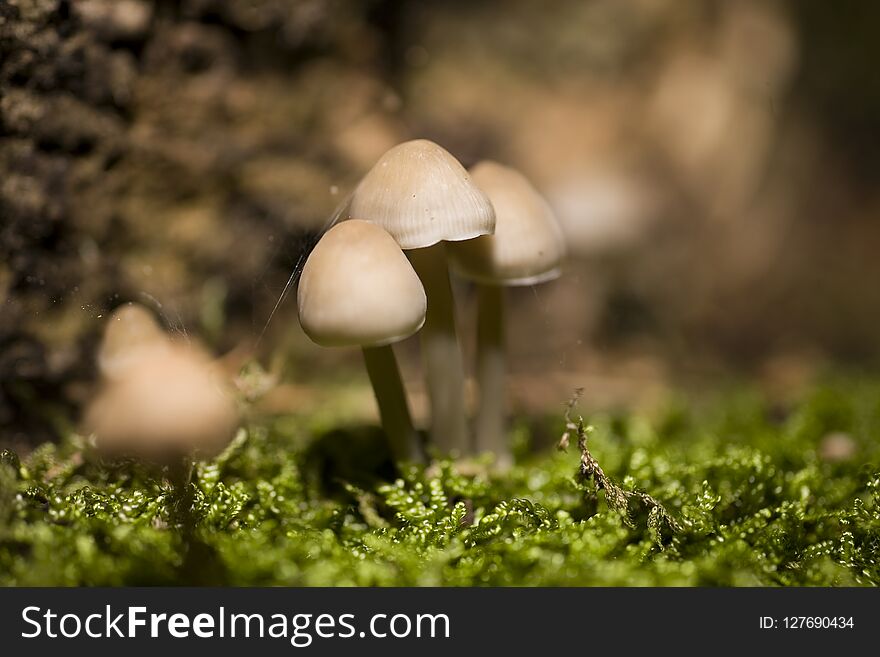 Autumn mushrooms growing in the European forest