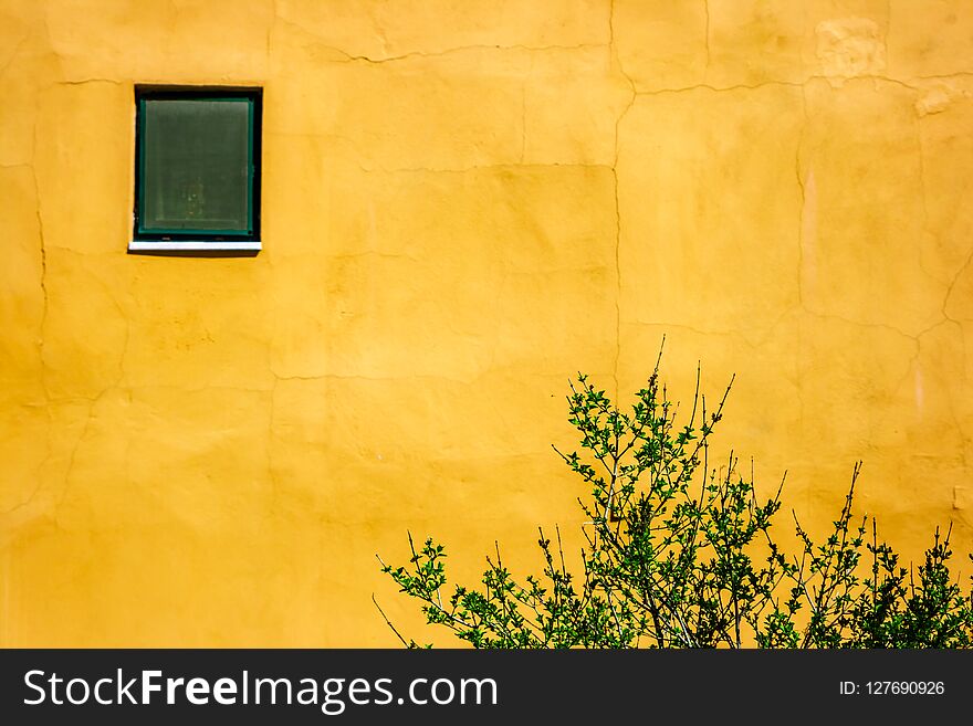 Tree Branches and window on Yellow Wall, Texture and Background