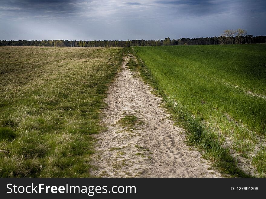 Dirt road through a meadow leading to the forest on the horizon