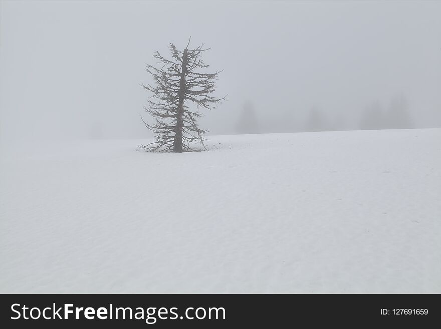 Old dry spruce tree on snow in dense fog during winter