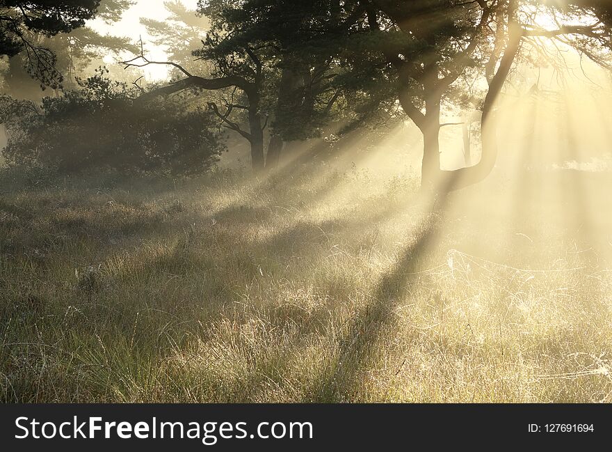 Dramatic misty sunrise and pine tree