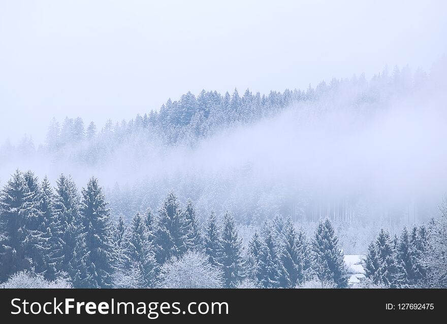 Winter coniferous forest in fog, Germany