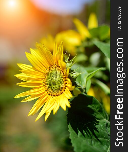 Detail of sunflower in summer garden with sun reflections