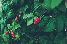 Free Red Raspberry Growing On A Bush Royalty Free Stock Photo - 127705085