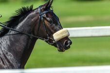 Race Horse Head Track Close Up Royalty Free Stock Photography Race Horse Head Track Close Up Royalty Free Stock Photography
