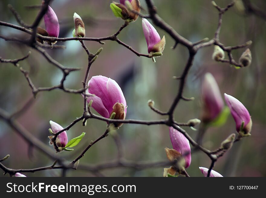 bloom Magnolia like a beautiful girl. This is a red one. bloom Magnolia like a beautiful girl. This is a red one.