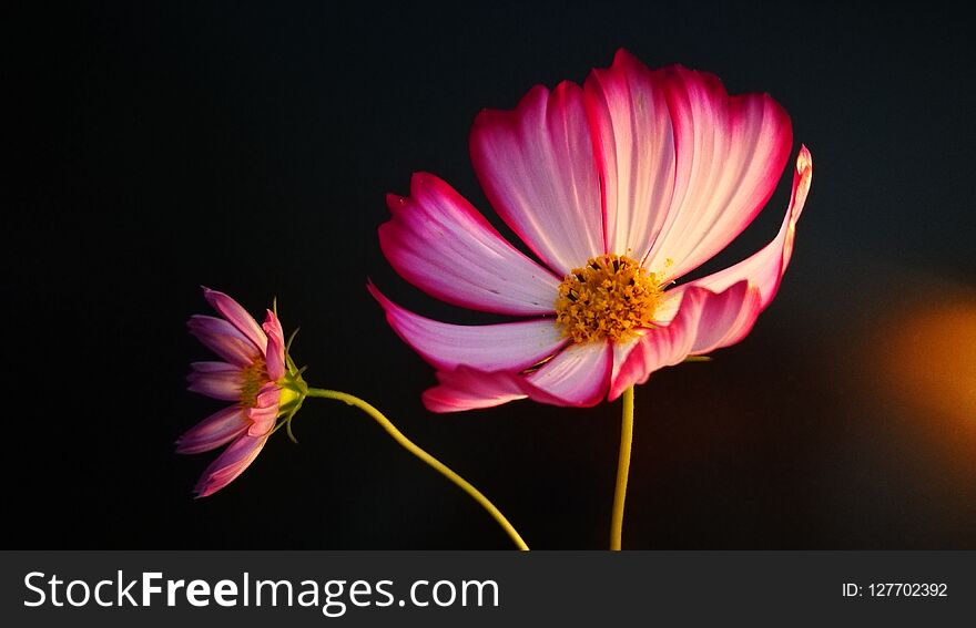 bloom Cosmos like a beautiful girl. This is a red one. bloom Cosmos like a beautiful girl. This is a red one.