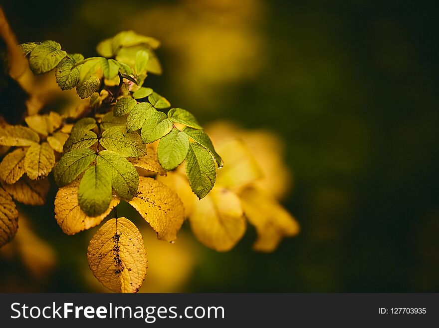 Photo of dog-rose leaves and berries. Golden autumn.