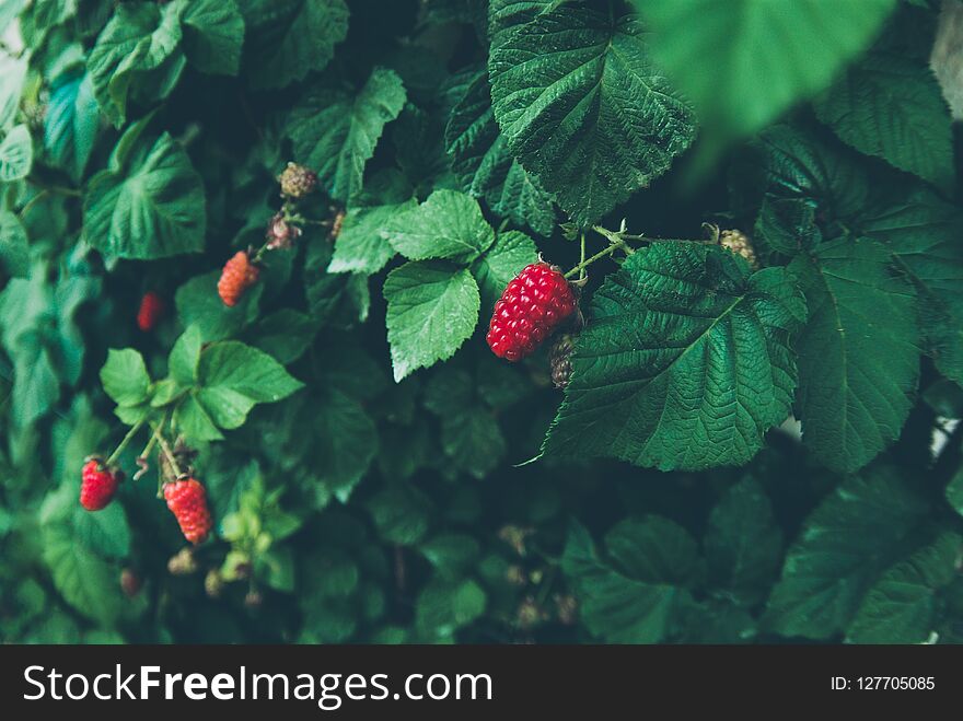 Raspberry fruits growing on a bush. Raspberry fruits growing on a bush