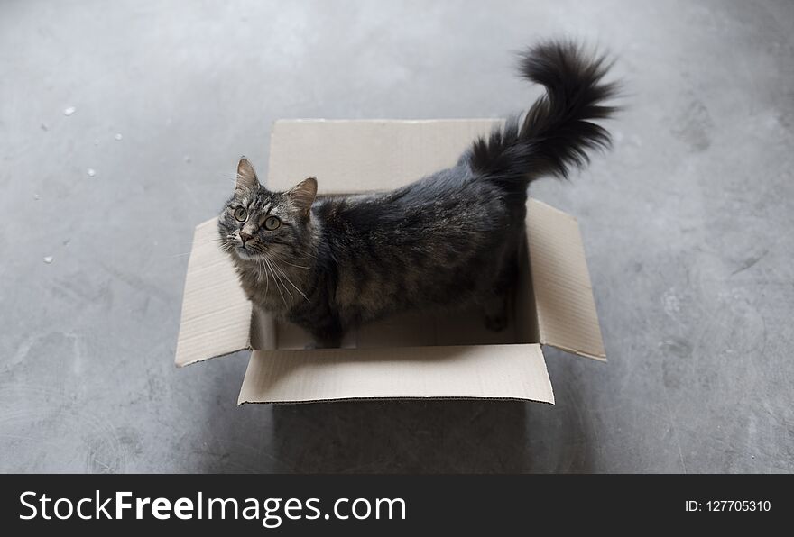 Cute cat playing in a carton box