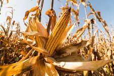 Ripe Corn On Stalk In Field Before Harvest Royalty Free Stock Image