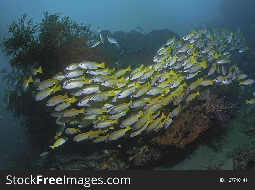 School Of Blue-striped Snappers