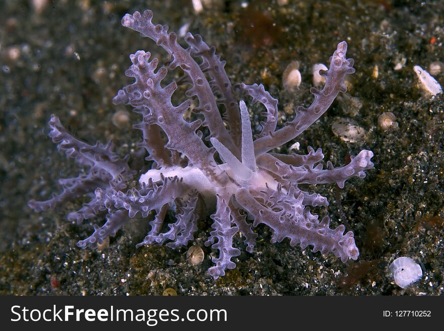 Unidentified nudibranch
