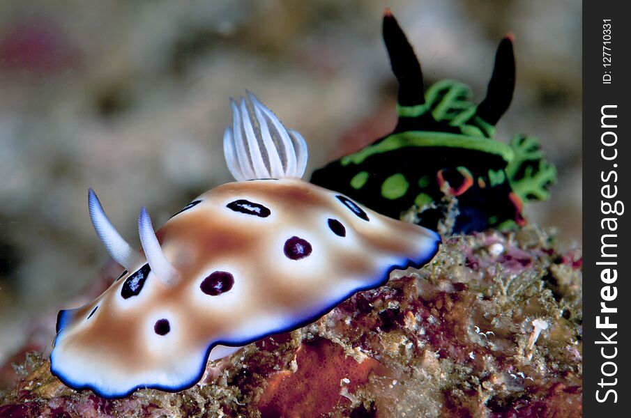 Nudibranch Risbecia Tyroni In Front And Nembrotha Kubaryana Nudibranch In The Background