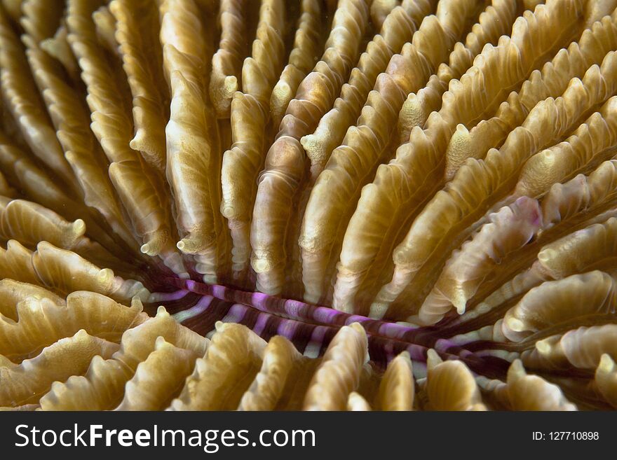 Detail image of stony plate coral Fungidae.