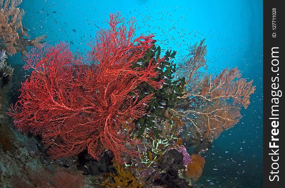 Glowing red seafan turning in ocean current. Raja Ampat, Indonesia.