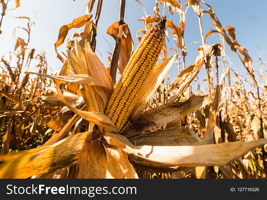 Ripe corn on stalk in field before harvest