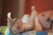 A Woman Playing With A Cat Lying On Her Back And Showing Her Thighs Stock Photography