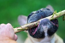 Aggressive Dog, Pulling On A Stick Royalty Free Stock Photo