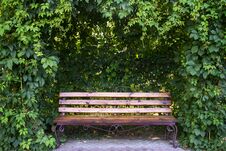 Bench In Garden Under Curly Thickets Of Wild Grapes Stock Photos